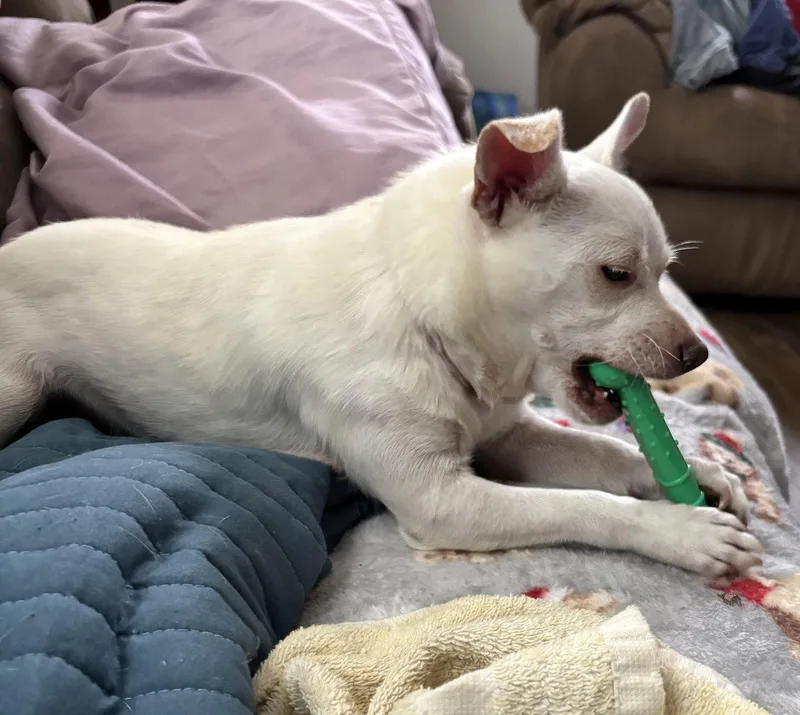 A young small-sized female Chihuahua dog named Sugar for adoption in Locust Grove, GA