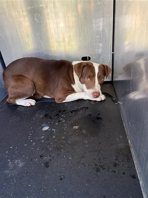 A young medium-sized female American Staffordshire Terrier dog named A for adoption in San Antonio, TX