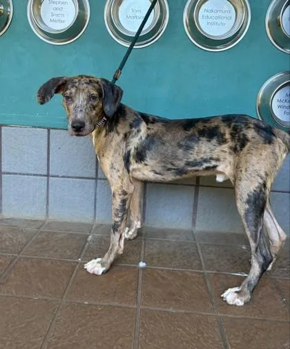 A baby medium-sized male Catahoula Leopard Dog dog named Notorious D.O.G. for adoption in Honolulu, HI
