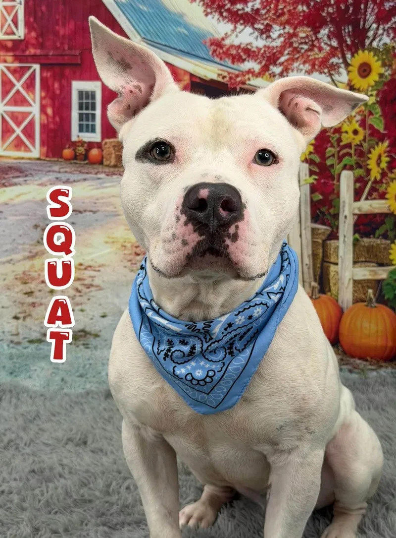 An adult medium-sized male White / Cream Mixed Breed dog named Squat for adoption in Flint, MI