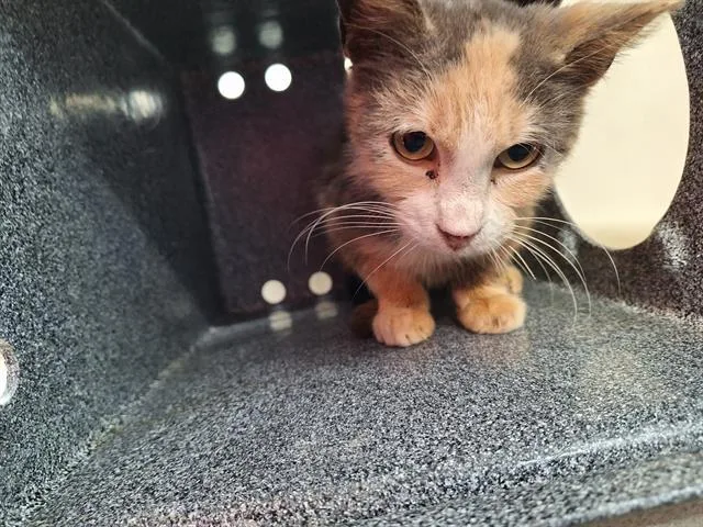 A young medium-sized female Domestic Short Hair cat named Boa for adoption in Dallas, TX