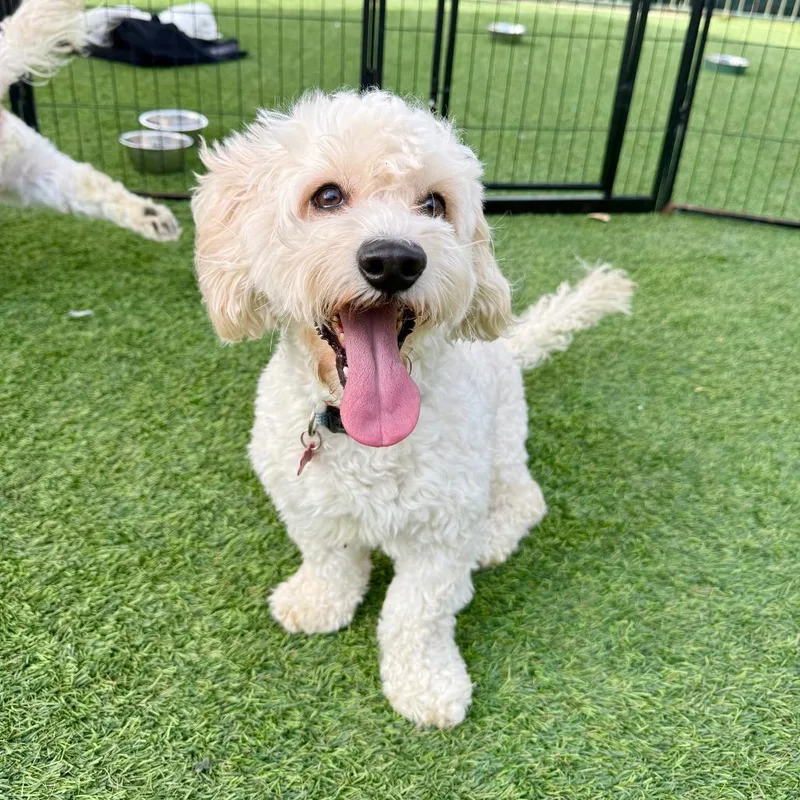 An adult small-sized male White / Cream Poodle dog named Kenny for adoption in Agoura Hills, CA