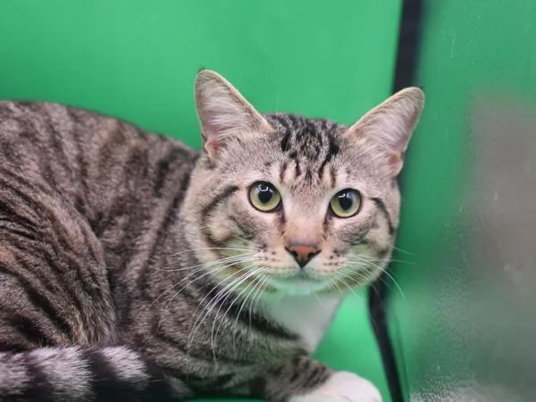 An adult small-sized male Domestic Short Hair cat named Jaks for adoption in Portland, OR