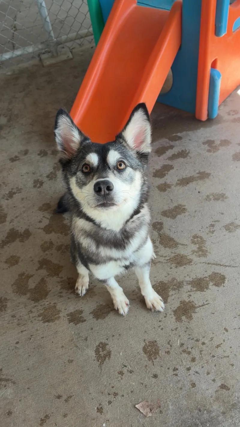 A young medium-sized female Husky dog named Sophie for adoption in Jamestown, ND