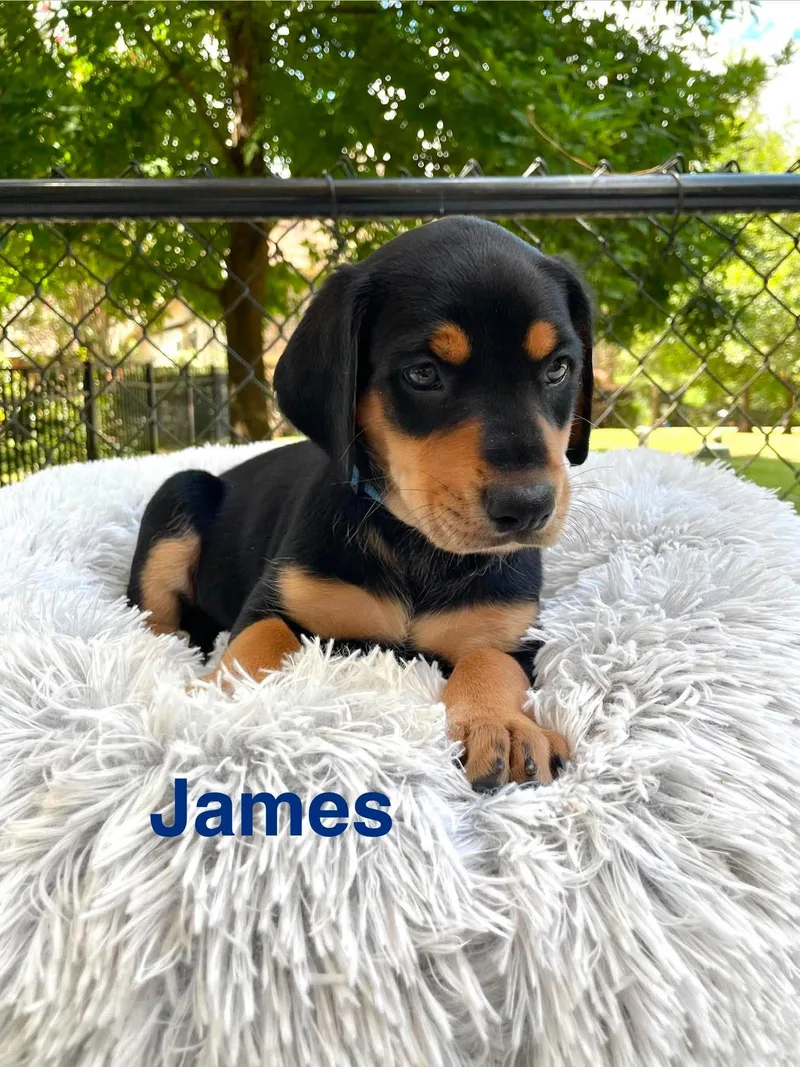 James