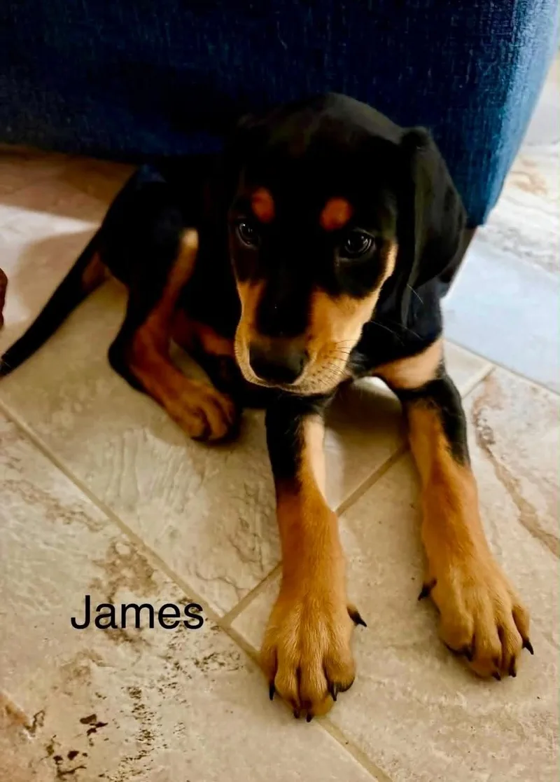 James thumbnail 4
