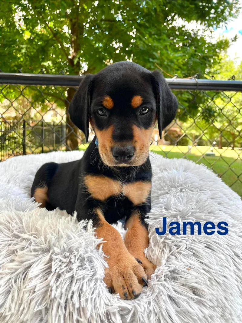 James thumbnail 5