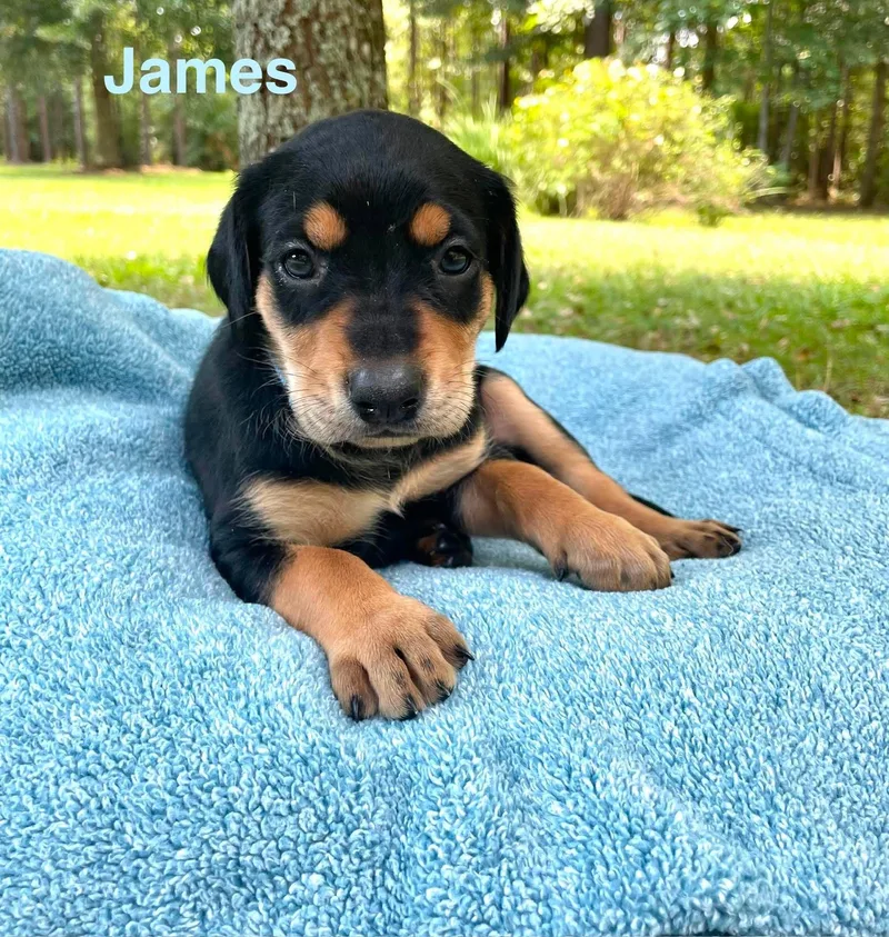James thumbnail 6