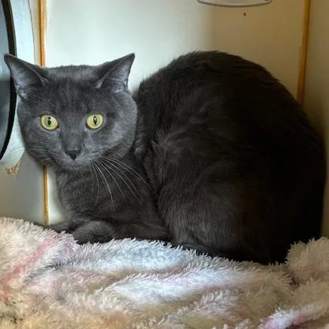 An adult medium-sized male Gray / Blue / Silver Russian Blue cat named Blue for adoption in South Elgin, IL