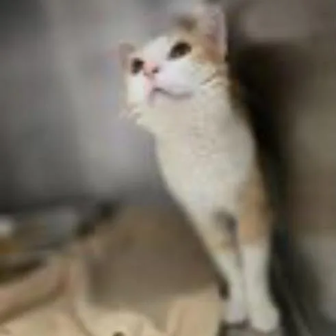 A young small-sized male Orange / Red Domestic Short Hair cat named Xander for adoption in Eagle Mountain, UT