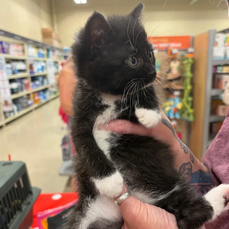 A baby small-sized male Black Domestic Short Hair cat named Bobby for adoption in Monroe, MI