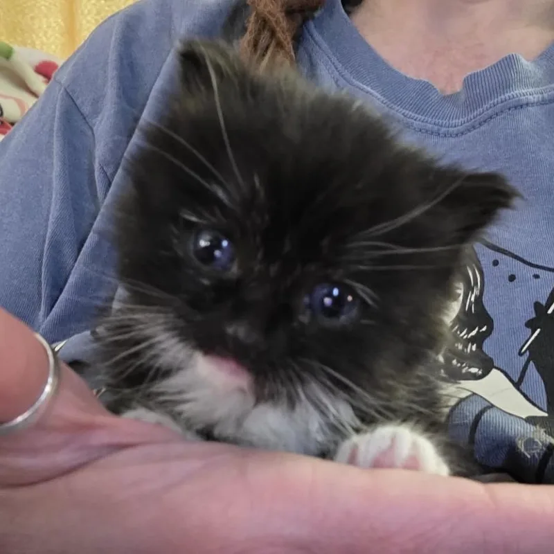 Bobby thumbnail 2