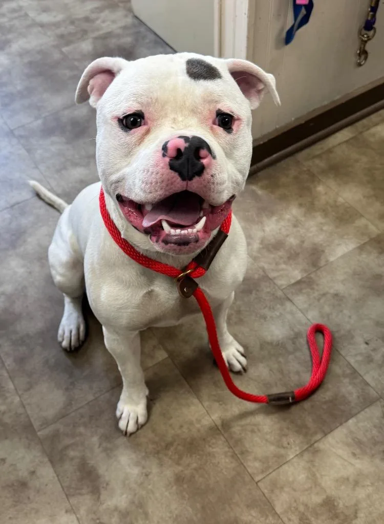 A young medium-sized male American Bulldog dog named Bark Twain for adoption in Springfield, OH