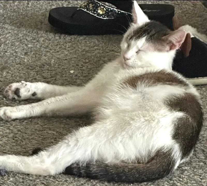 An adult medium-sized female Calico Domestic Short Hair cat named Penny for adoption in North Babylon, NY