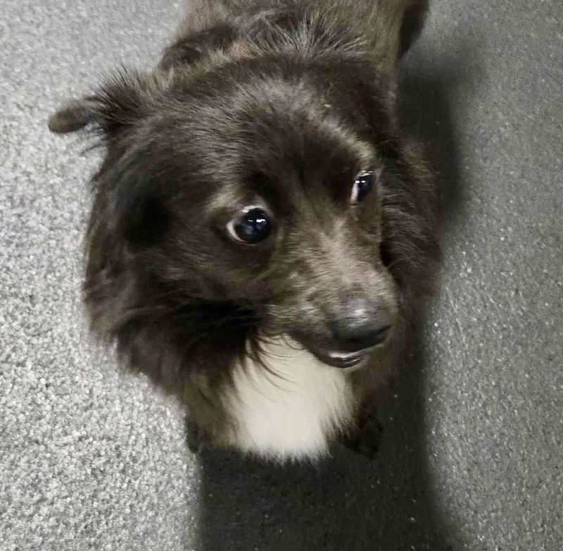 An adult small-sized male Black Pomeranian dog named Simon for adoption in Madison Heights, MI