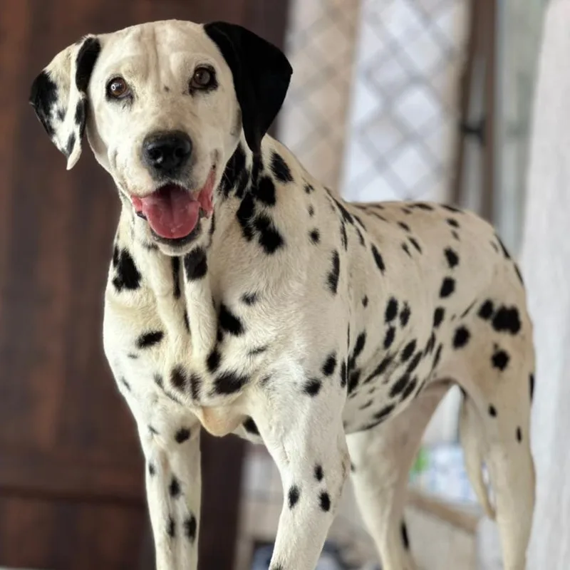 An adult medium-sized female Dalmatian dog named Princess for adoption in New York, NY