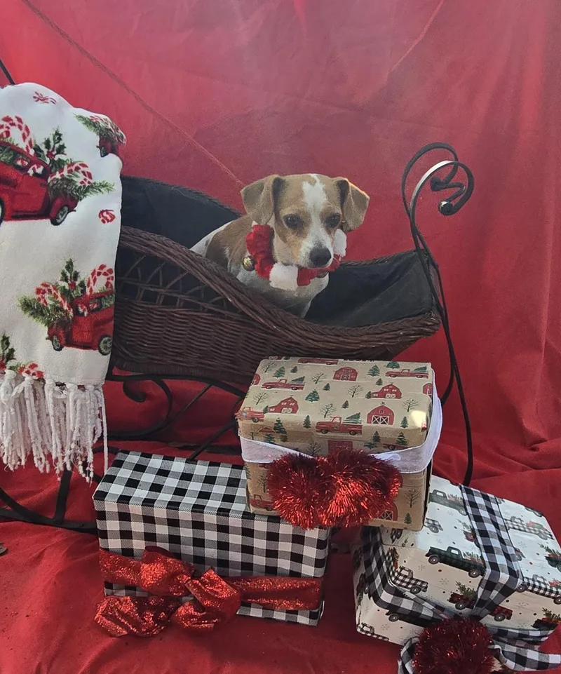 Mishu Orthw thumbnail 2