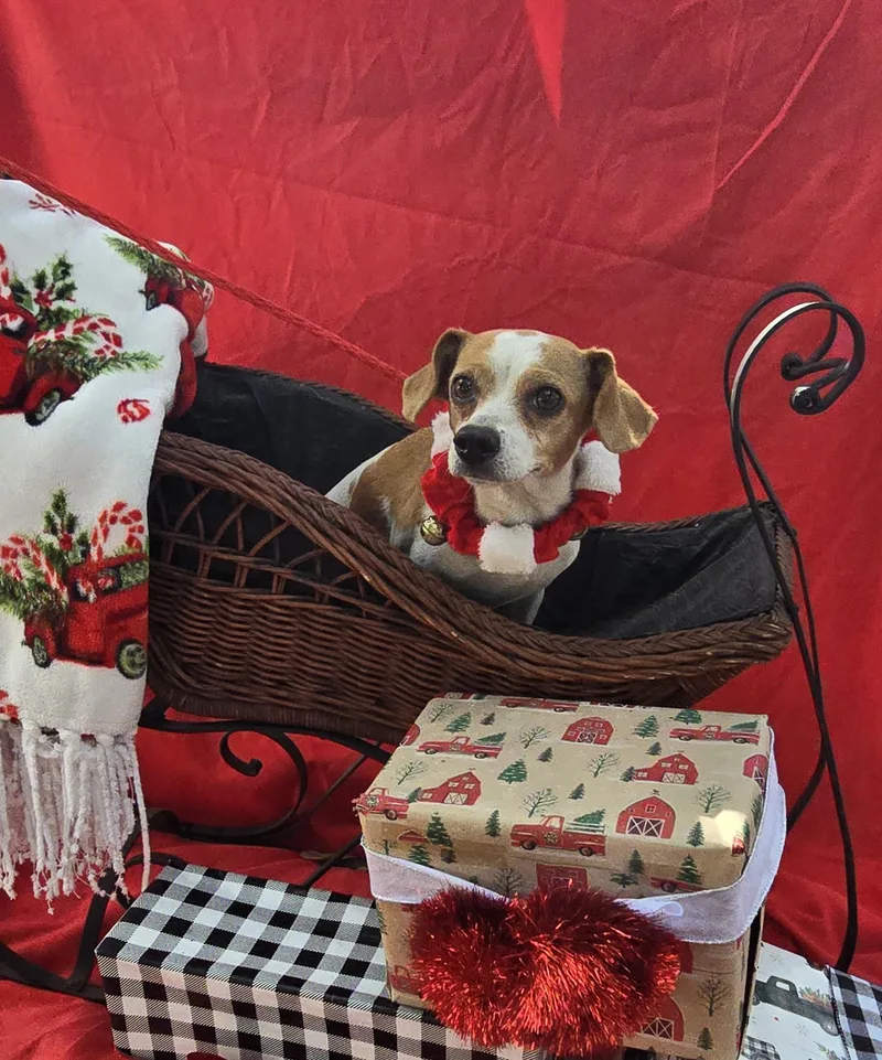 Mishu Orthw thumbnail 3