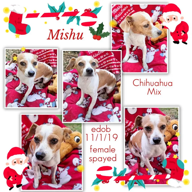 Mishu Orthw thumbnail 4