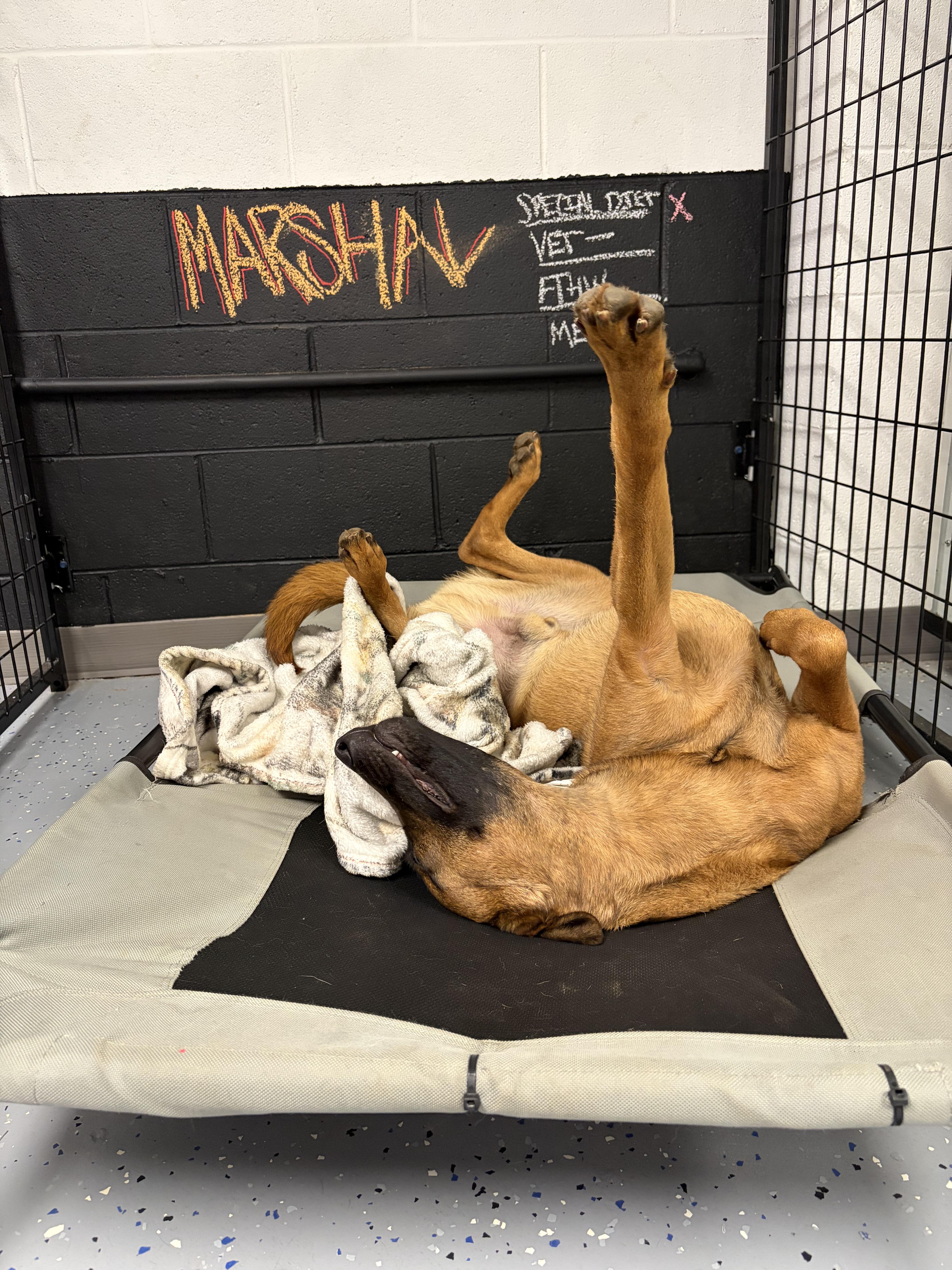A young medium-sized male Bicolor Belgian Shepherd / Malinois dog named Marshal for adoption