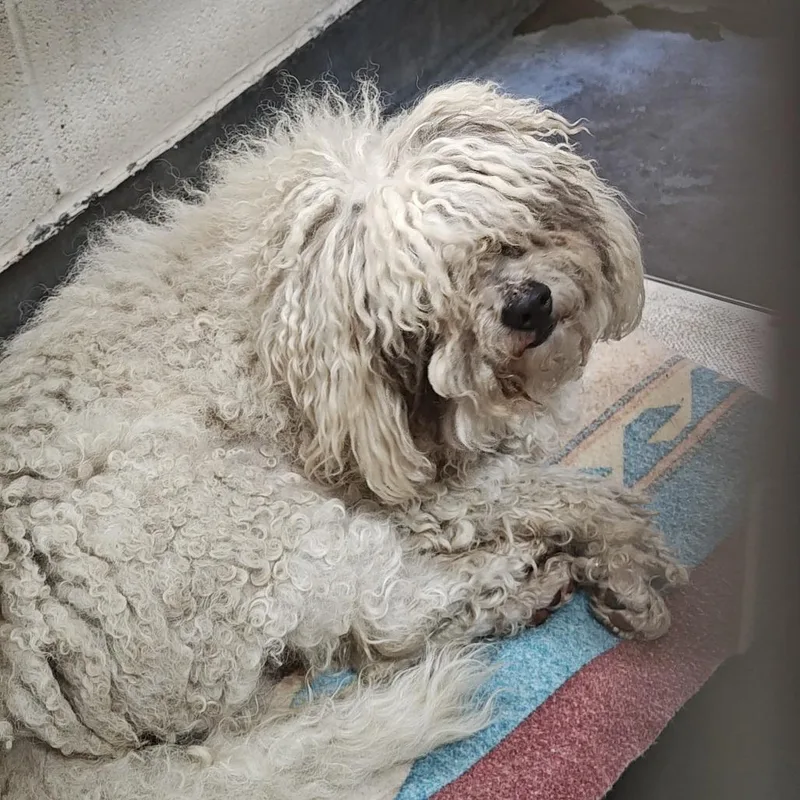 An adult small-sized male White / Cream Poodle dog named Iepastray for adoption in Upland, CA