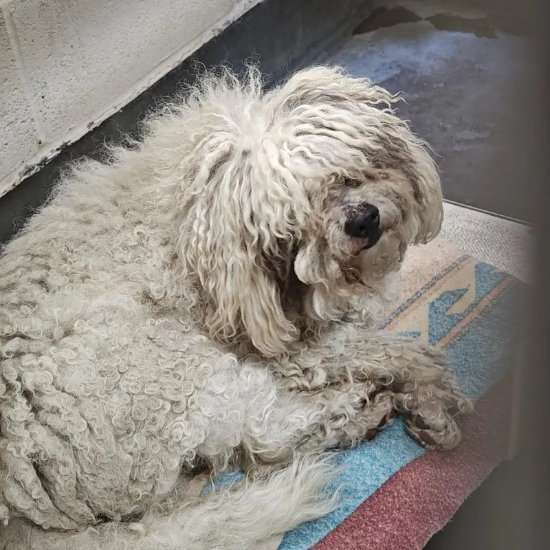 Iepastray thumbnail 2