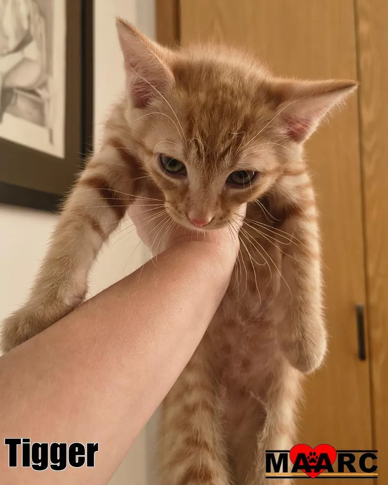 A baby medium-sized male Domestic Short Hair cat named Tigger for adoption in Maryville, TN