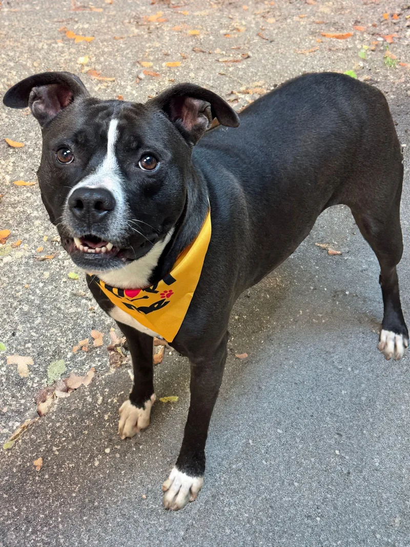 An adult medium-sized female Black Pit Bull Terrier dog named Athena Mae for adoption in Anderson, IN