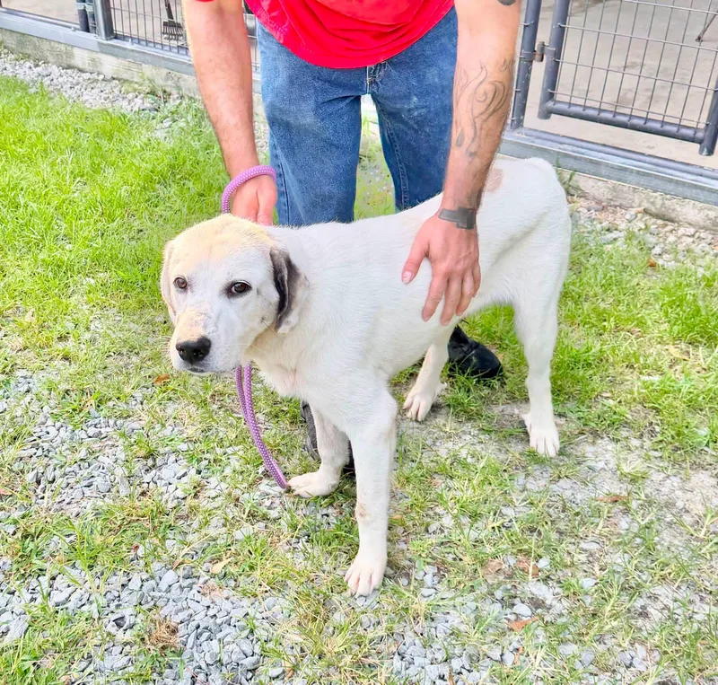 An adult large-sized male Great Pyrenees dog named Snipes for adoption in Elizabethtown, NC