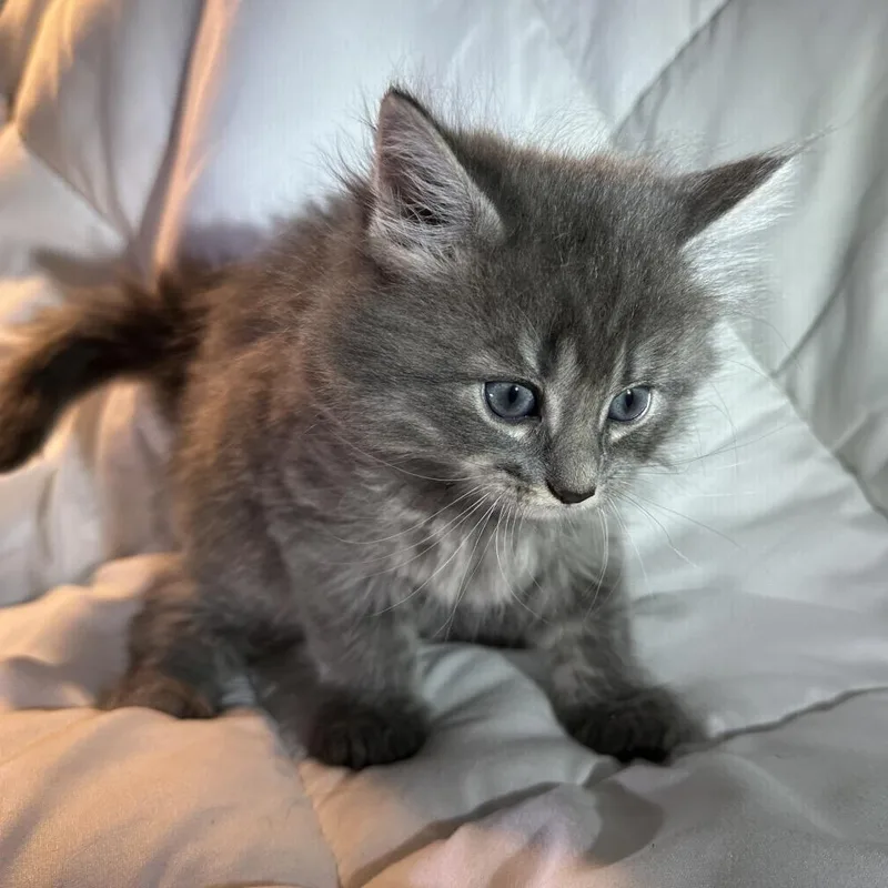 A baby small-sized male Gray / Blue / Silver Domestic Long Hair cat named Ghost for adoption in Oakton, VA
