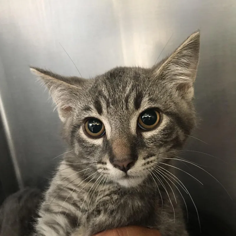 A baby small-sized male Gray / Blue / Silver Domestic Medium Hair cat named Walt Disney for adoption in Ojai, CA