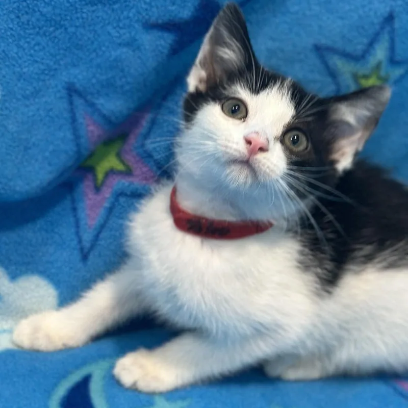 A baby small-sized male White Domestic Short Hair cat named Bleu for adoption in Matteson, IL