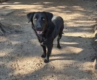 A baby medium-sized male Labrador Retriever dog named Ducky for adoption in Arlington, TX