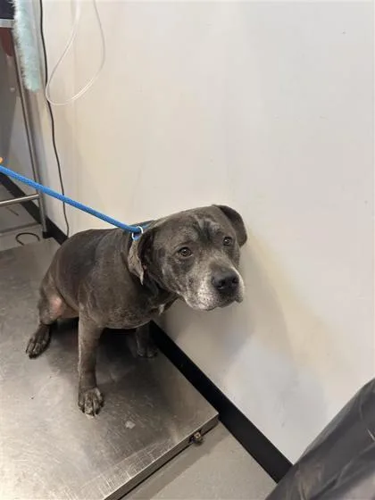 An adult large-sized male Mixed Breed dog named Atticus for adoption in West Chester, PA