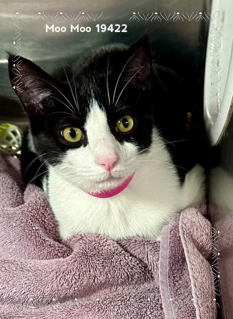 A baby medium-sized female Black & White / Tuxedo Domestic Short Hair cat named Moo Moo for adoption in Marietta, GA