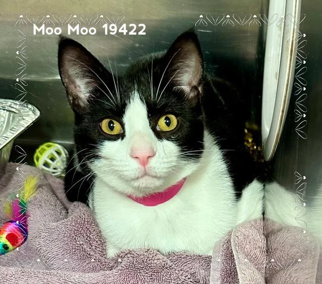 Moo Moo thumbnail 5