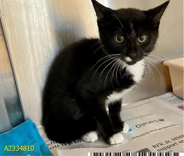 A baby small-sized male Domestic Short Hair cat named Denver for adoption in West Palm Beach, FL
