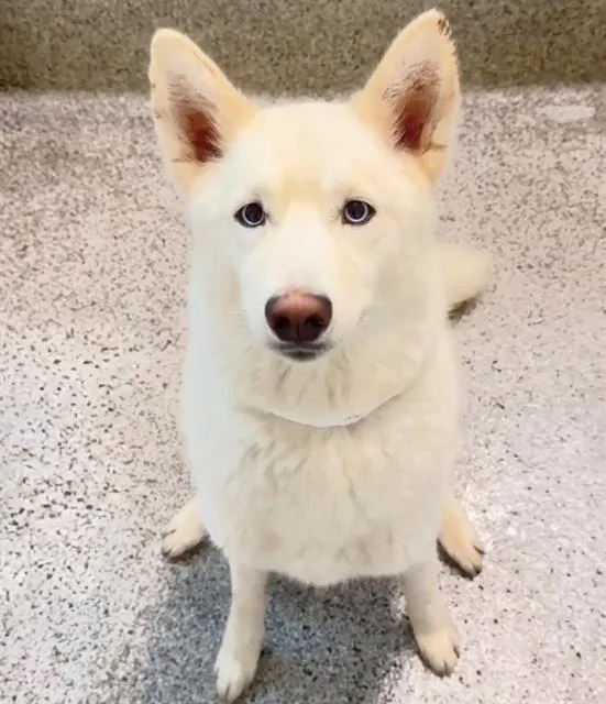 A young large-sized female Husky dog named Harmony for adoption in Houston, TX