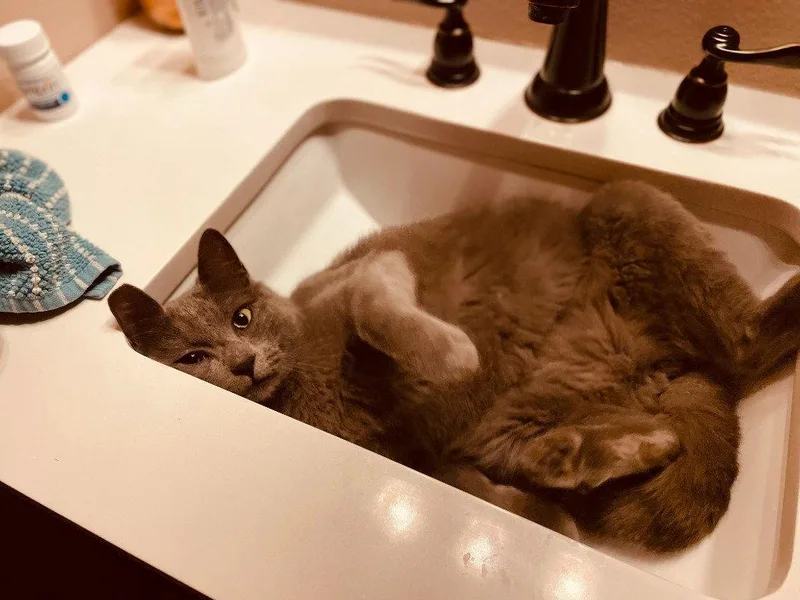 An adult medium-sized male Domestic Short Hair cat named KC Lemmy for adoption in Battle Ground, WA