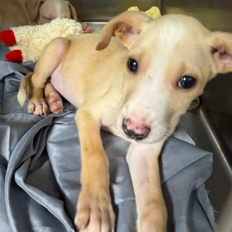 A baby small-sized male Terrier dog named Gio Greenwood for adoption in Tampa, FL