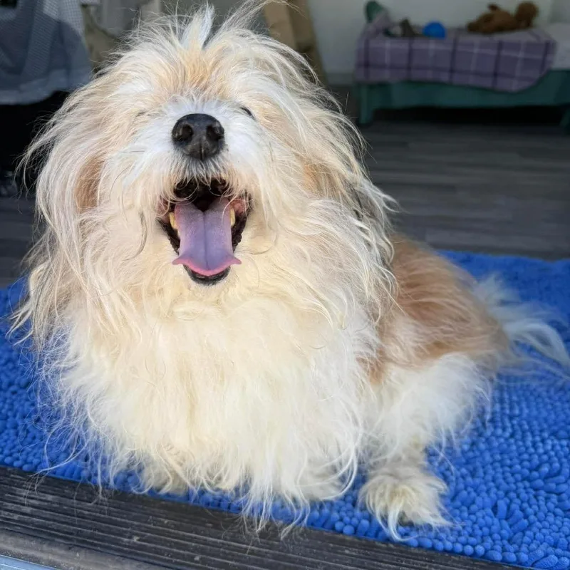 Baxter thumbnail 2