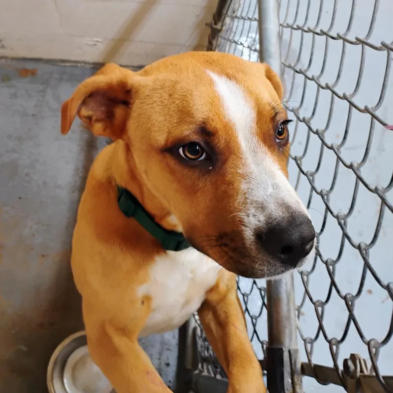 A young medium-sized male Brown / Chocolate Mixed Breed dog named Johnny Bravo for adoption in Duncan, OK