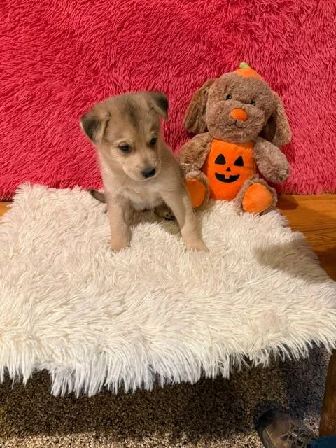 A baby large-sized female Mixed Breed dog named Heidi for adoption in Hot Springs, SD