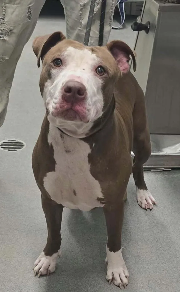 An adult large-sized female American Bulldog dog named Momma for adoption in Hillsdale, IN