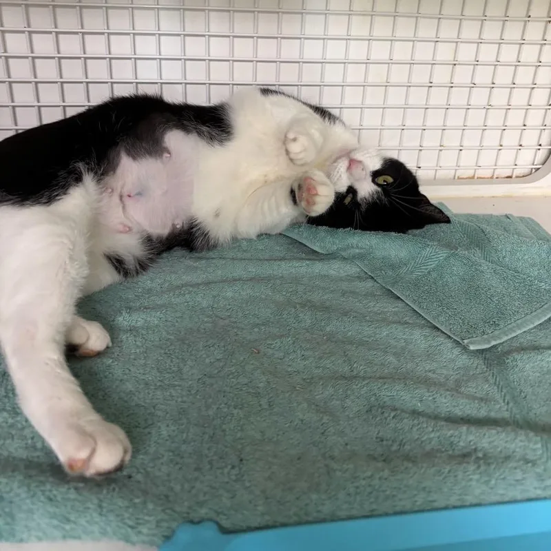 An adult medium-sized female Domestic Short Hair cat named Elodie for adoption in College Park, MD