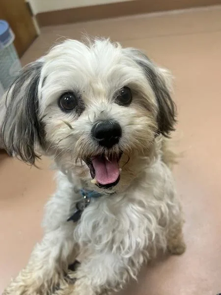 An adult small-sized male Shih Tzu dog named Oso for adoption in Kennewick, WA