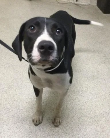 A young large-sized female Plott Hound dog named Priscilla for adoption in Riverside, CA