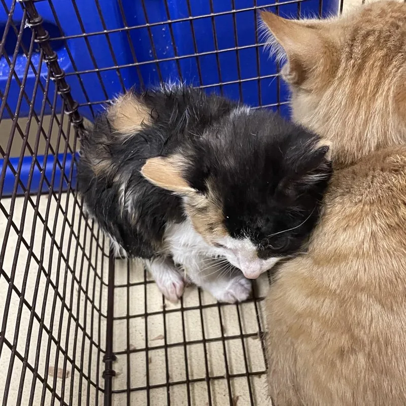A baby small-sized female Calico Domestic Short Hair cat named Bread & Butter Pudding for adoption in Winston-Salem, NC