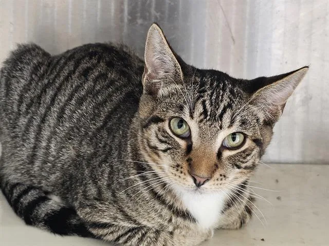 A baby small-sized male Domestic Short Hair cat named Wyatt Earp for adoption in Tustin, CA