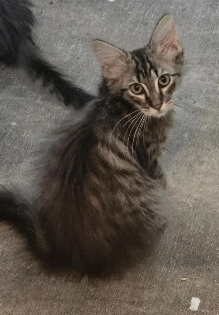 A baby medium-sized female Domestic Long Hair cat named Shelly for adoption in Evans, GA